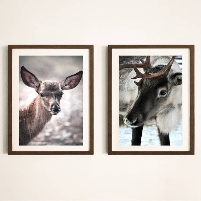 Reinsdyr | 50x70 Plakat