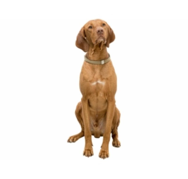 TRIXIE Hundehalsbånd BE NORDIC
